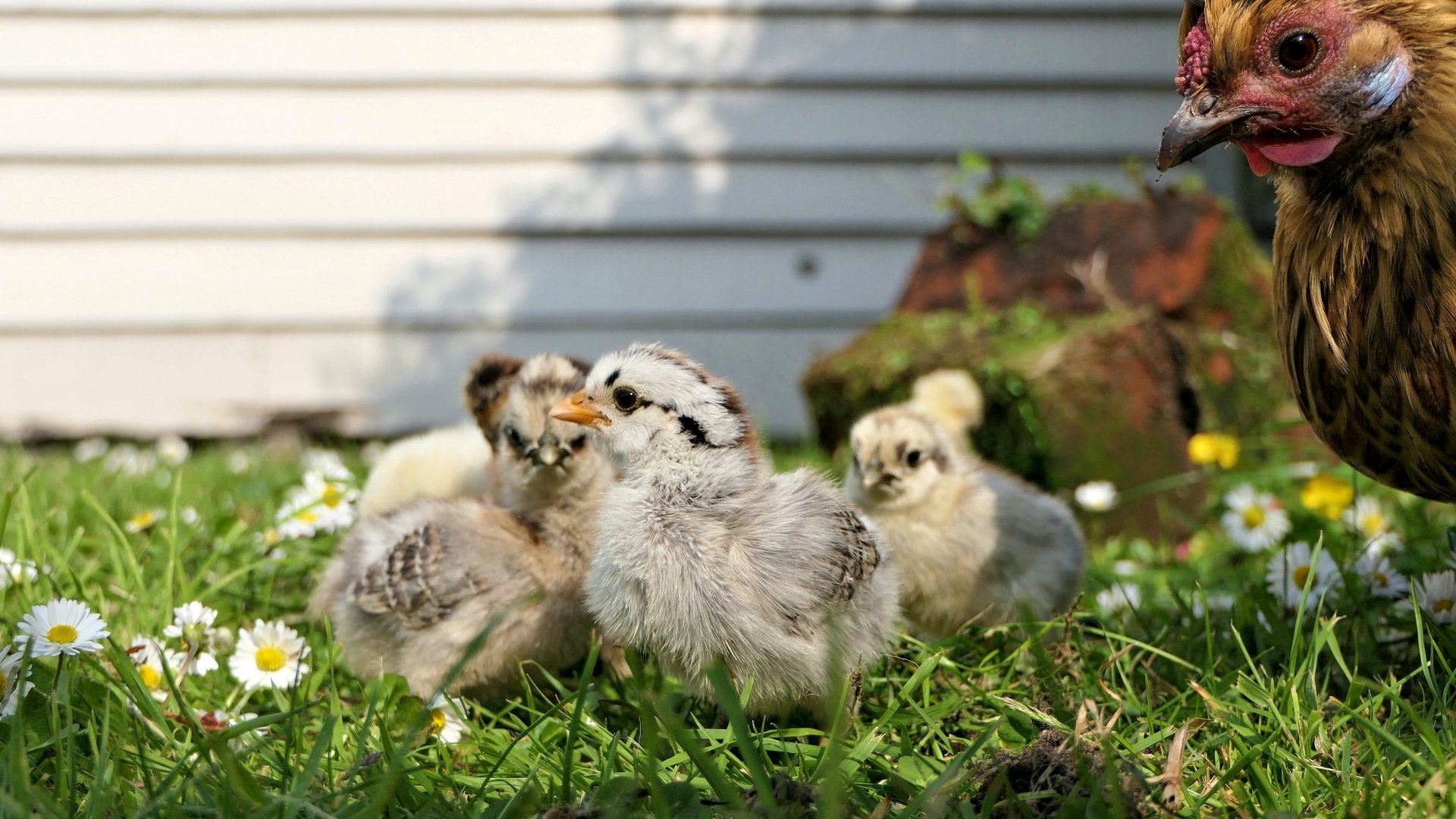 Chickens – Tagged 