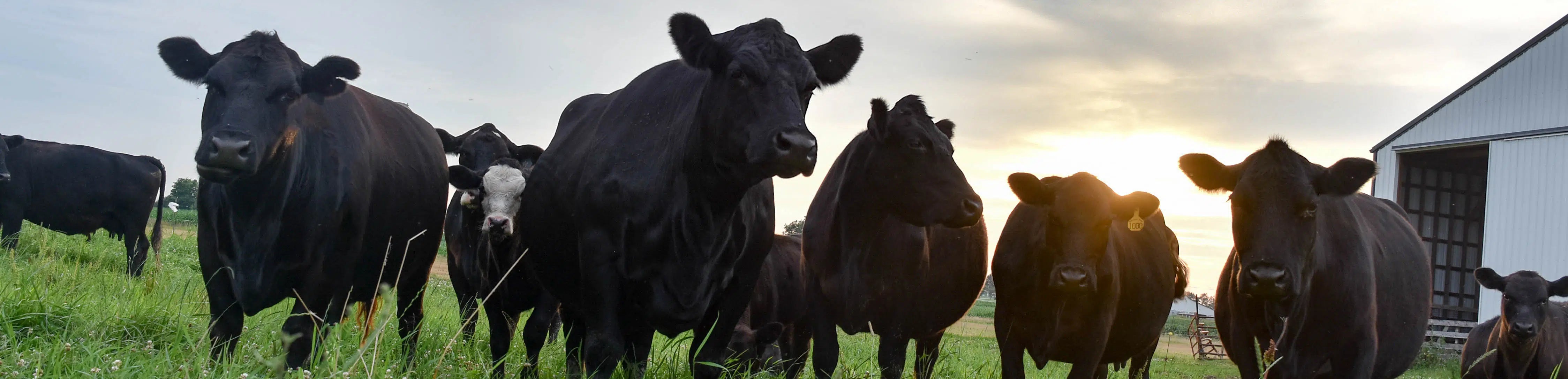 Cow Lifeguards LifeGuard™ Beef - Kalmbach Feeds – Kalmbach Feeds®