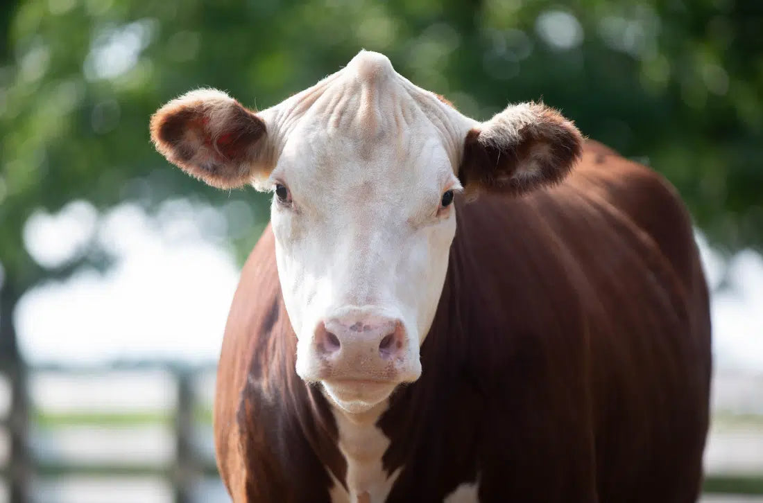 Cow Lifeguards LifeGuard™ Beef - Kalmbach Feeds – Kalmbach Feeds®