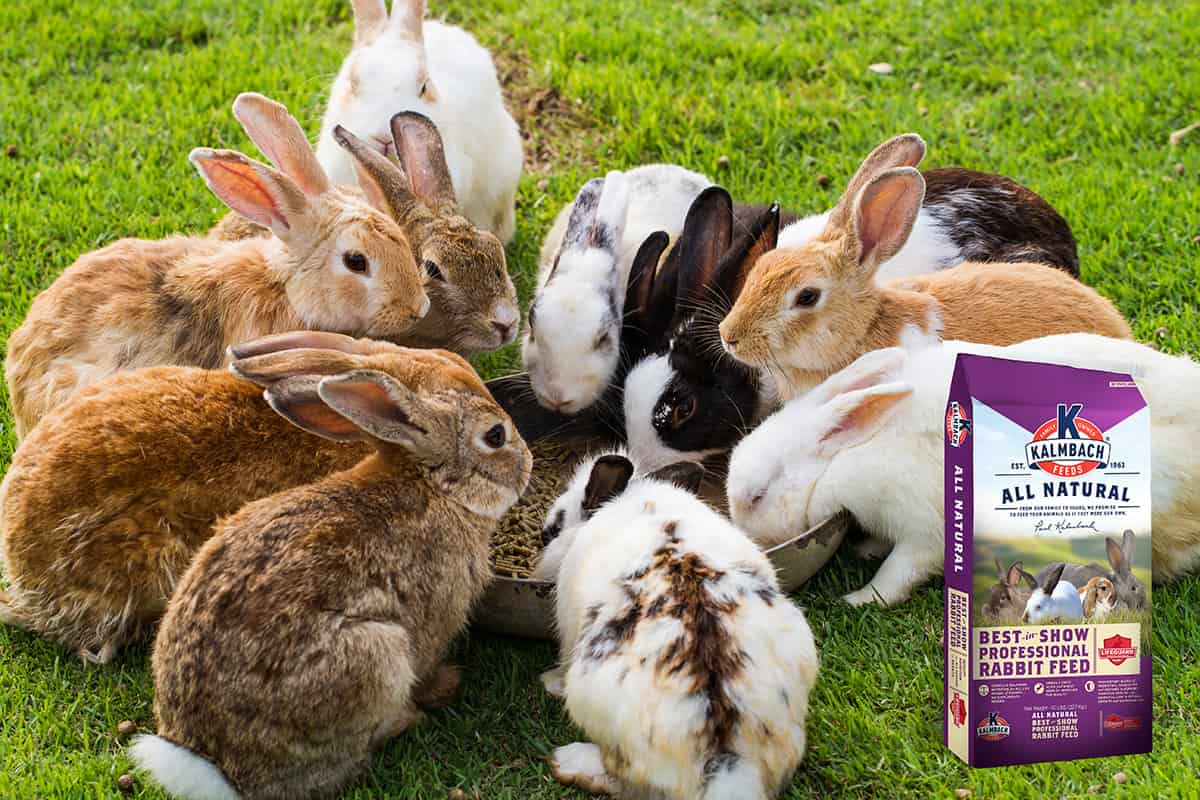 16% Best-in-Show Rabbit Pellet – Kalmbach Feeds®