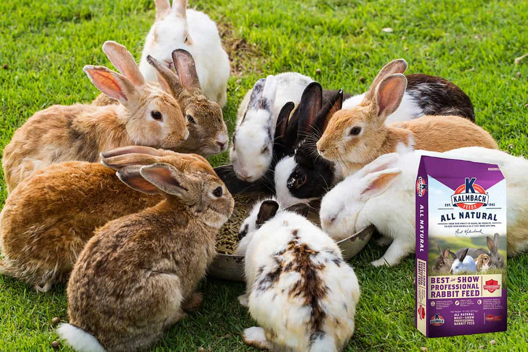 18% Best-in-Show Rabbit Feed – Kalmbach Feeds®