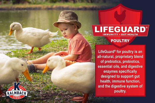 kalmbach duck goose and swan feed lifeguard poultry feed