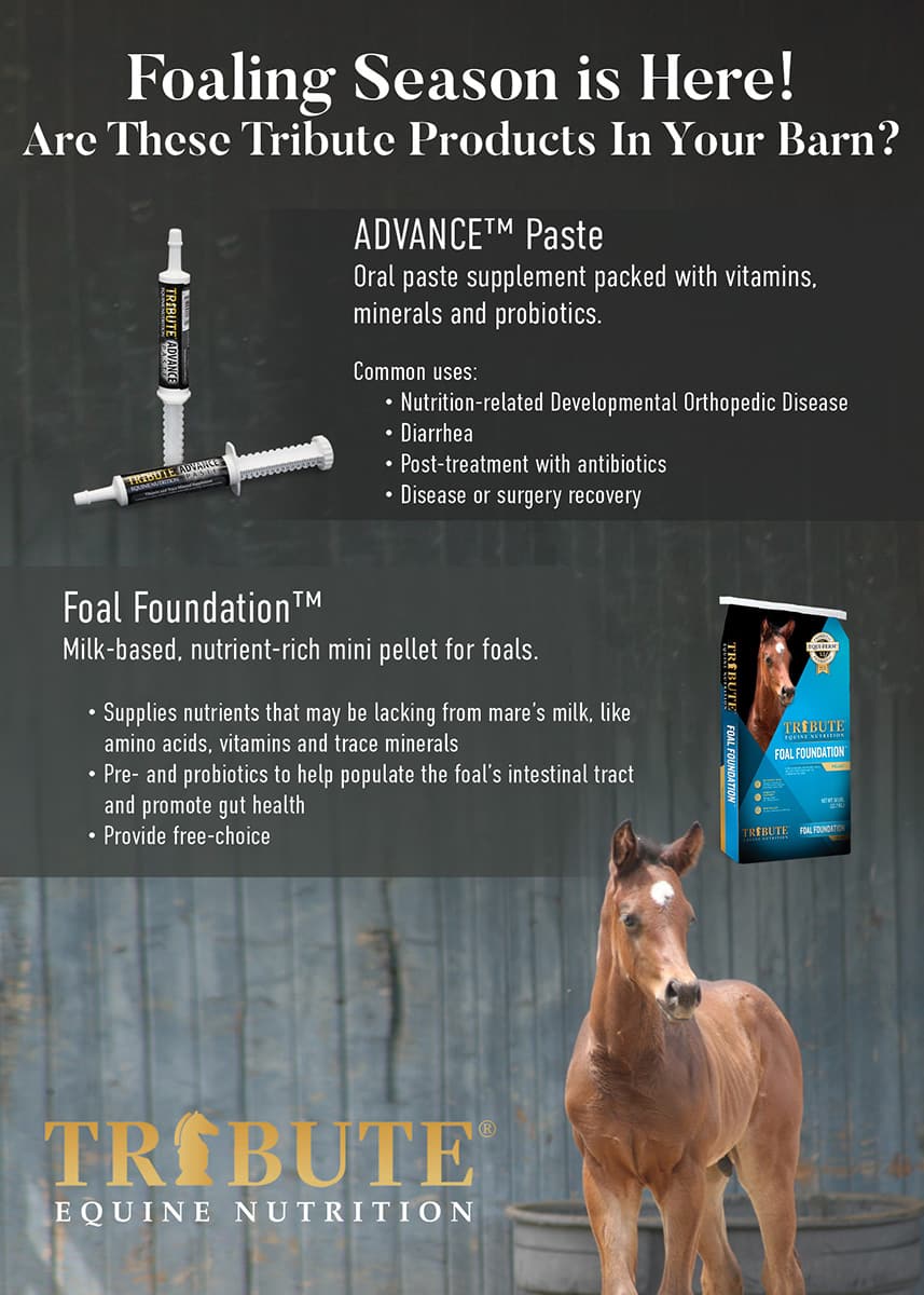 tribute advance paste foaling season flyer horse supplement