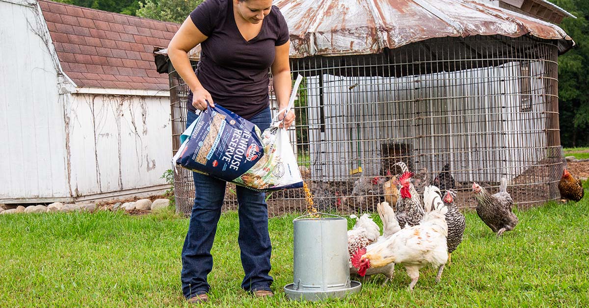 pouring chicken feed in a bucket