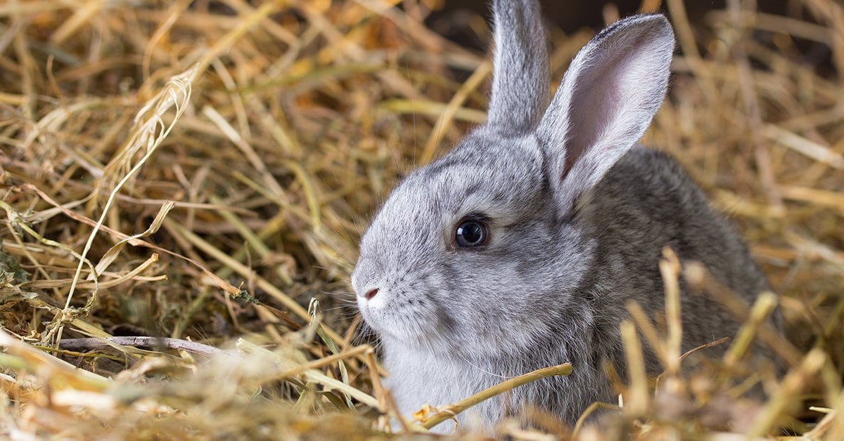 rabbit sitting in the straw consuming rabbit food