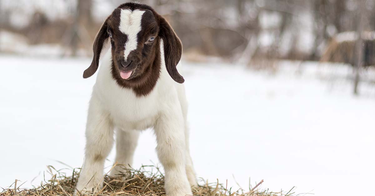 goat kid in the snow