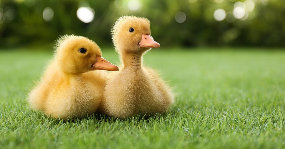 two ducklings laying in the grass