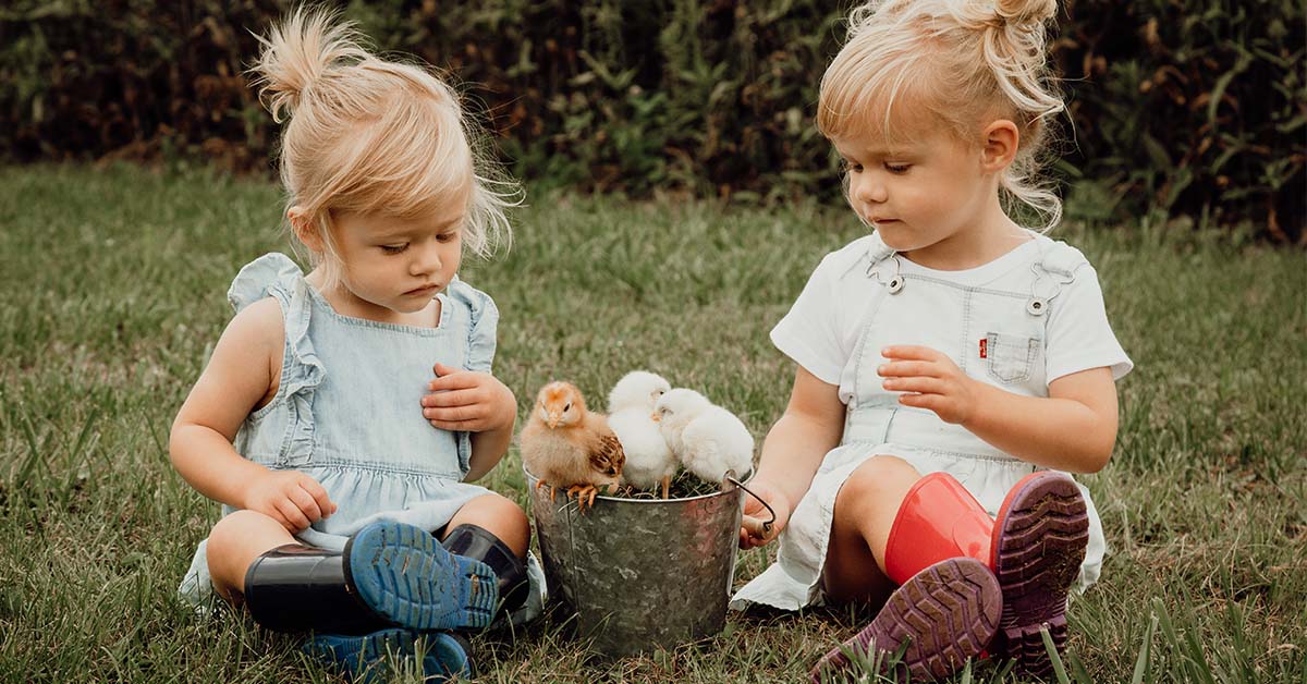 Two little girls with baby chicks in a bucket