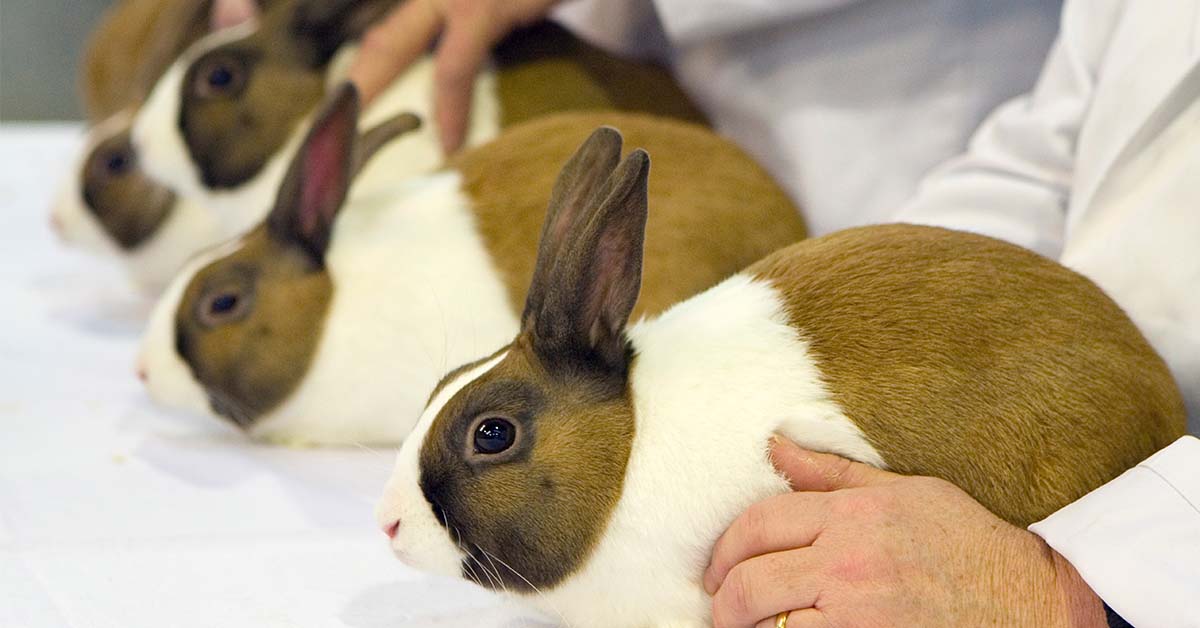dutch rabbits at a rabbit show