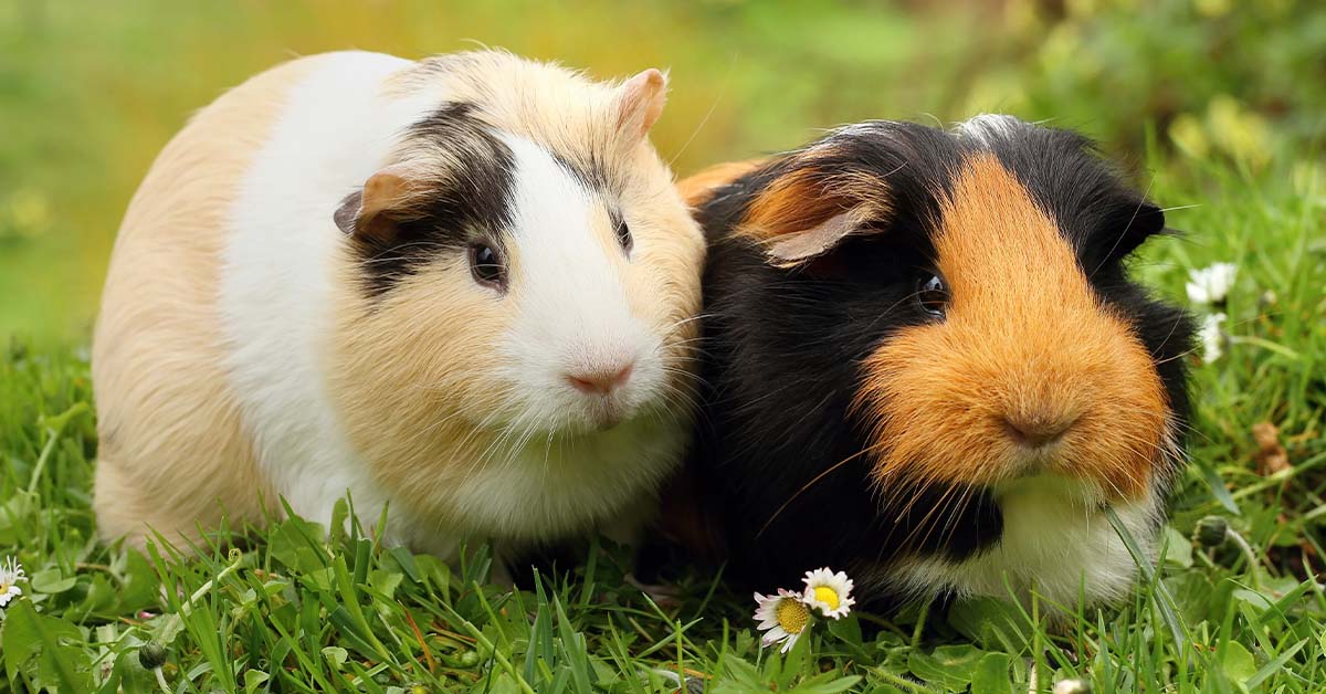 Two guinea pigs outside in the grass