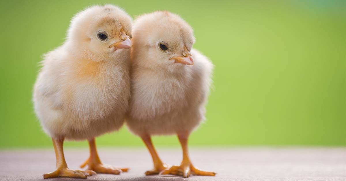 two baby chicks next to each other with green background