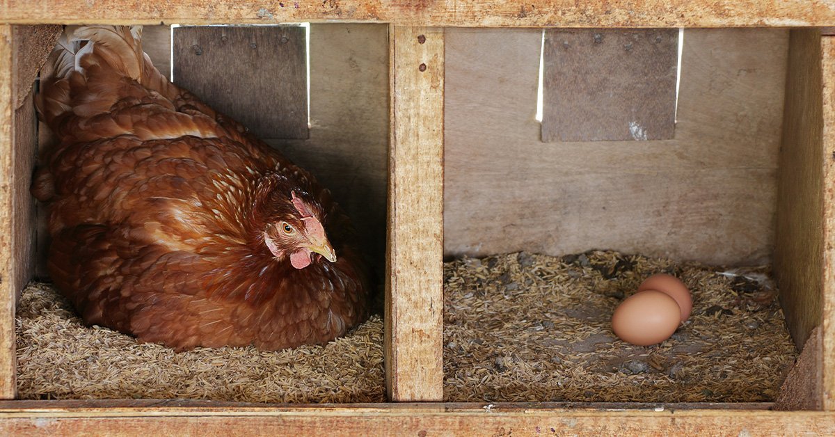 broody hen laying in a nesting box