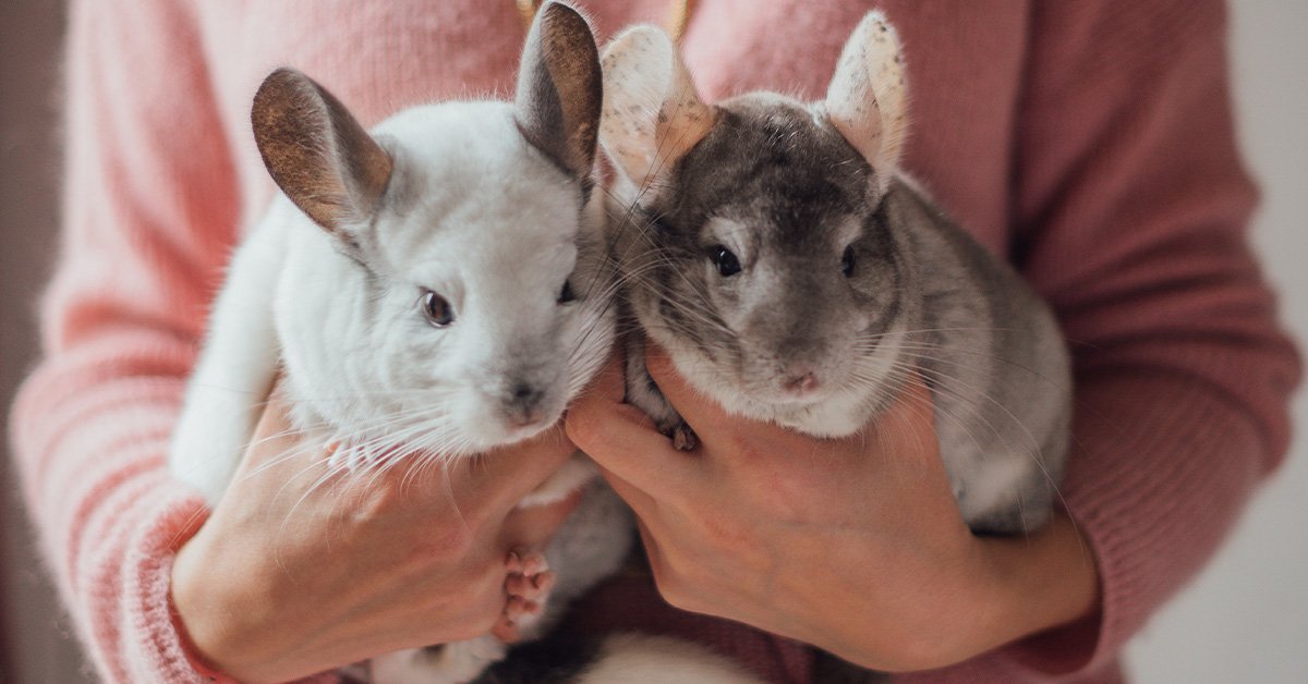 person holding two chinchillas in their arms