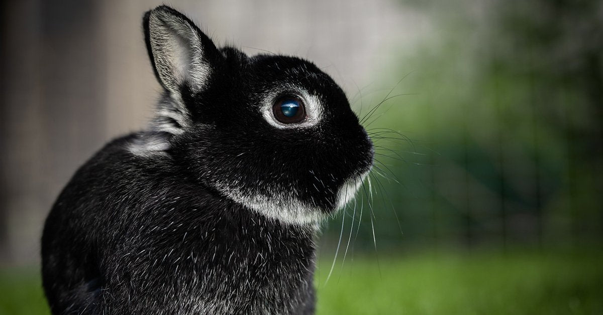 Netherlands Dwarf Rabbit