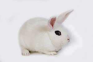 Blanc de Hotot heritage rabbit