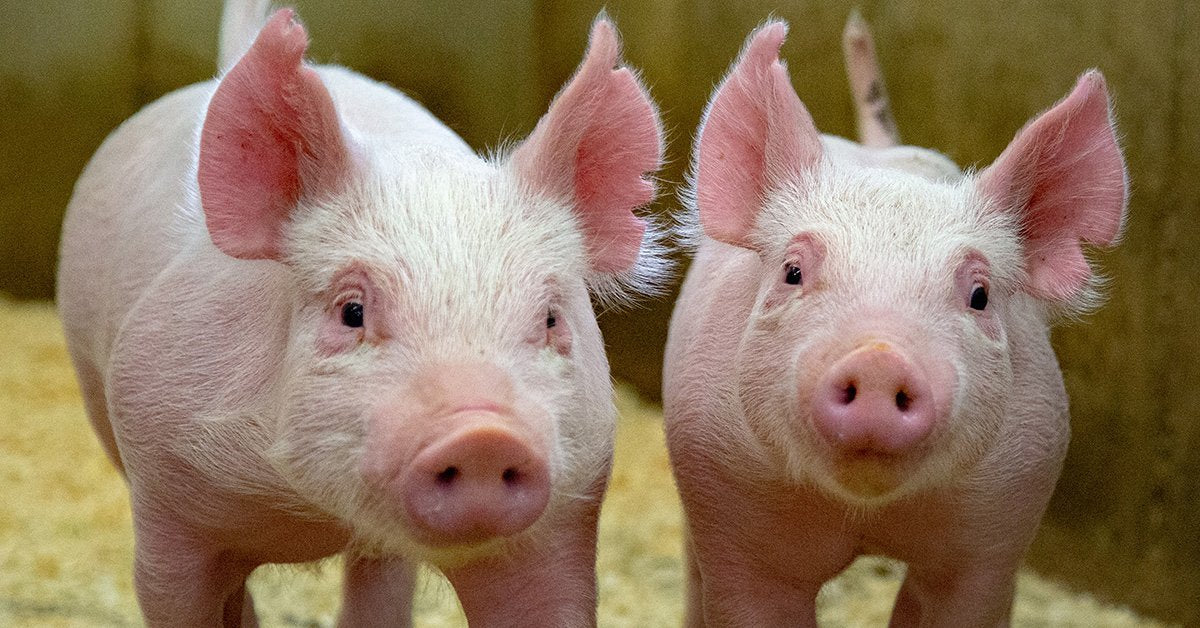 two weaned pigs walking in a pen for pigs