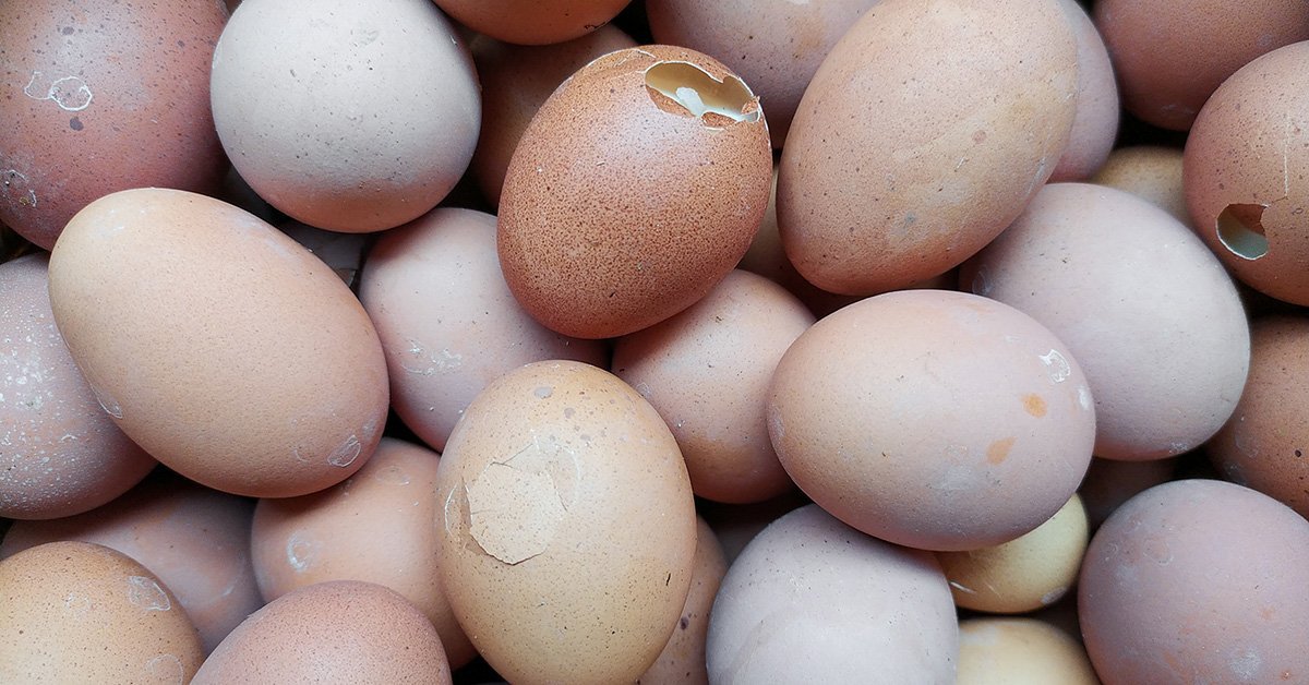 Thin-Shelled Chicken Eggs: Causes and Cure