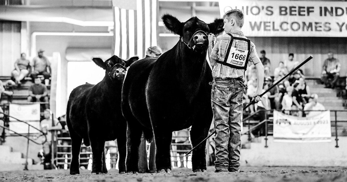 youth boys exhibiting their show cattle at a show